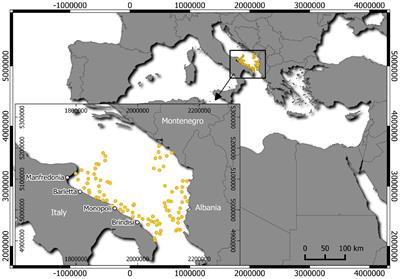 Growth and Age Validation of the Thornback Ray (Raja clavata Linnaeus, 1758) in the South Adriatic Sea (Central Mediterranean)